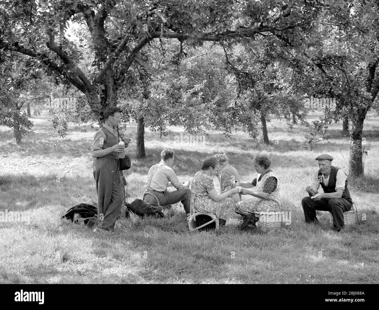 Apfelpflücker genießen eine Teepause im Obstgarten auf der Scadbury Farm in der Nähe von Sidcup. August 1950 Stockfoto