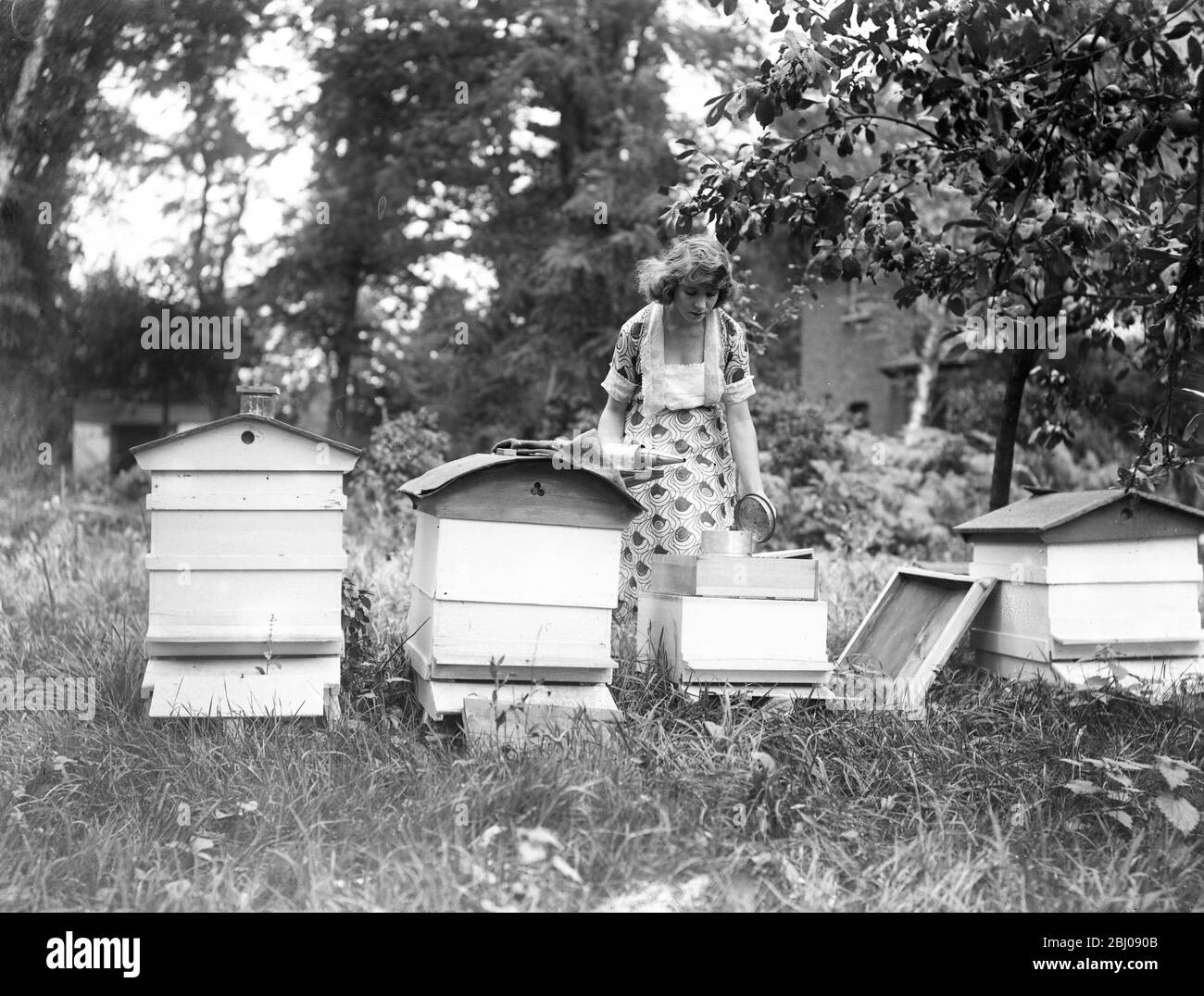 Miss Sylvia Caine, die Kinomarderin, hütet ihre Bienenstöcke bei ihrem Haus im Worcester Park. - 1. Oktober 1922 Stockfoto