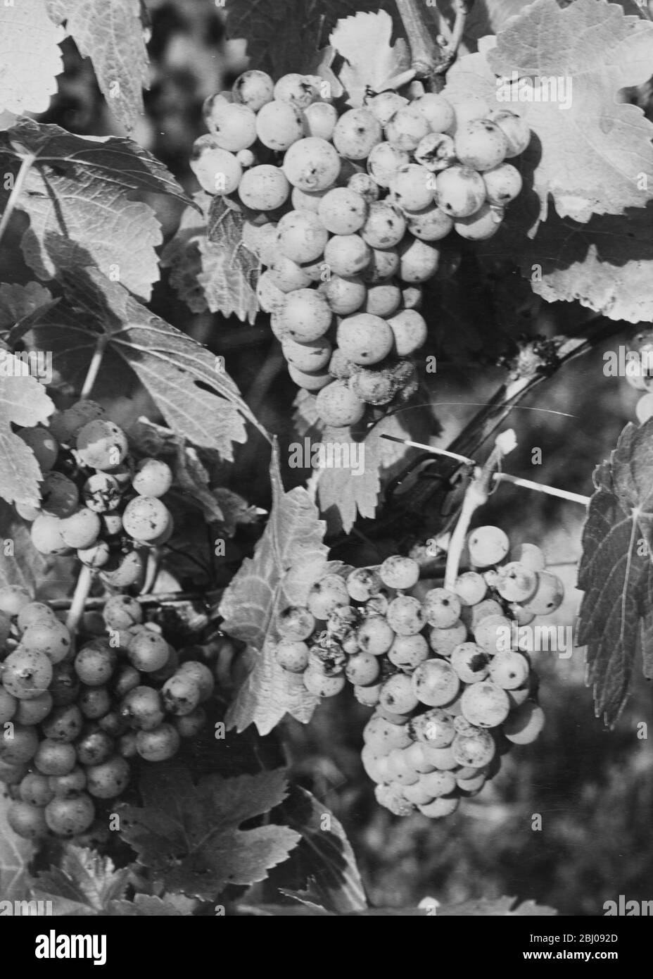 Scheurebe Weißwein Rebsorte. - Felstar - Crick's Green Vineyard. - J. G. Barrett. Stockfoto