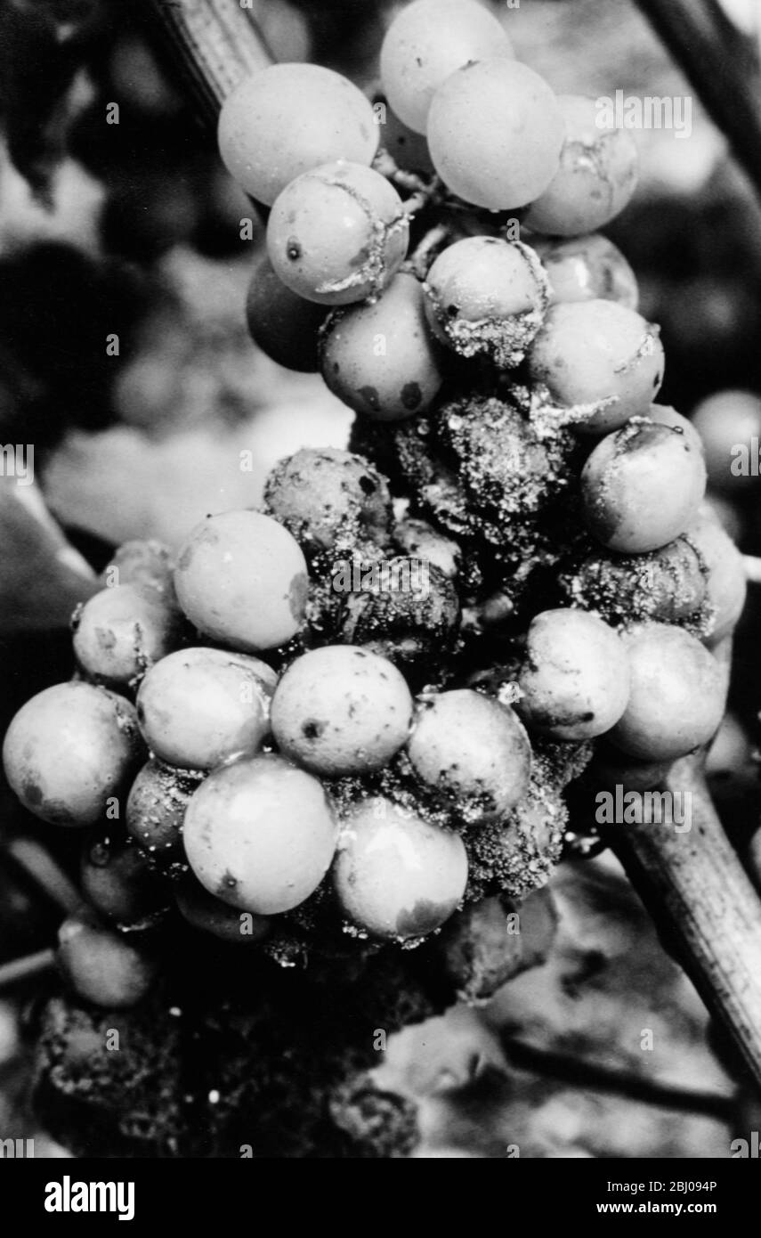 Botrytis, die in Form der "Edelfäule" den Zucker in den Trauben unter bestimmten Wetterbedingungen konzentrieren kann; meistens verfault sie die Trauben und reduziert die Ernte stark. Stockfoto