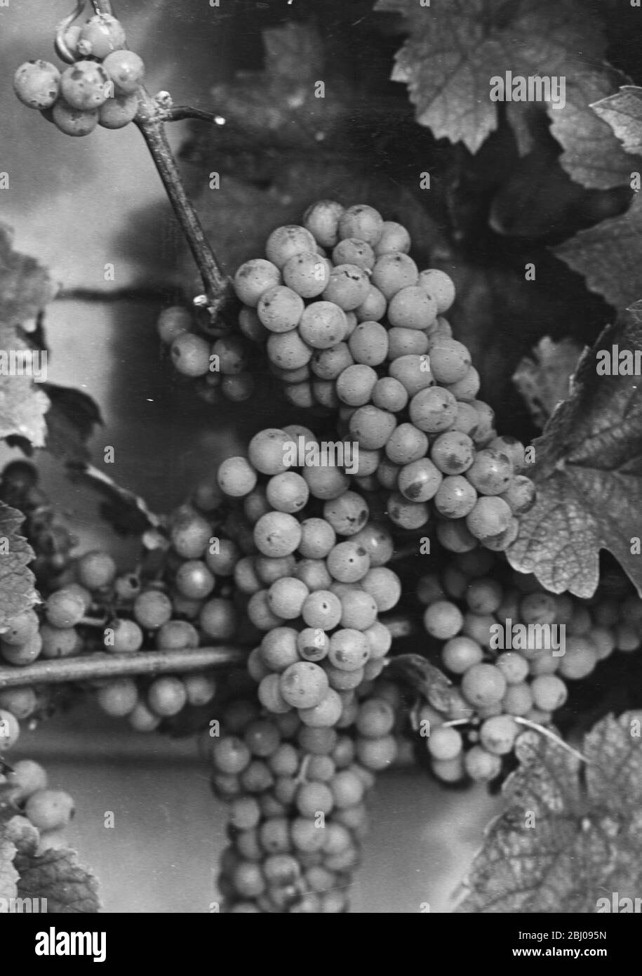 Riesling Weißwein Rebsorte. - Felstar - Crick's Green Vineyard. - J. G. Barrett. Stockfoto