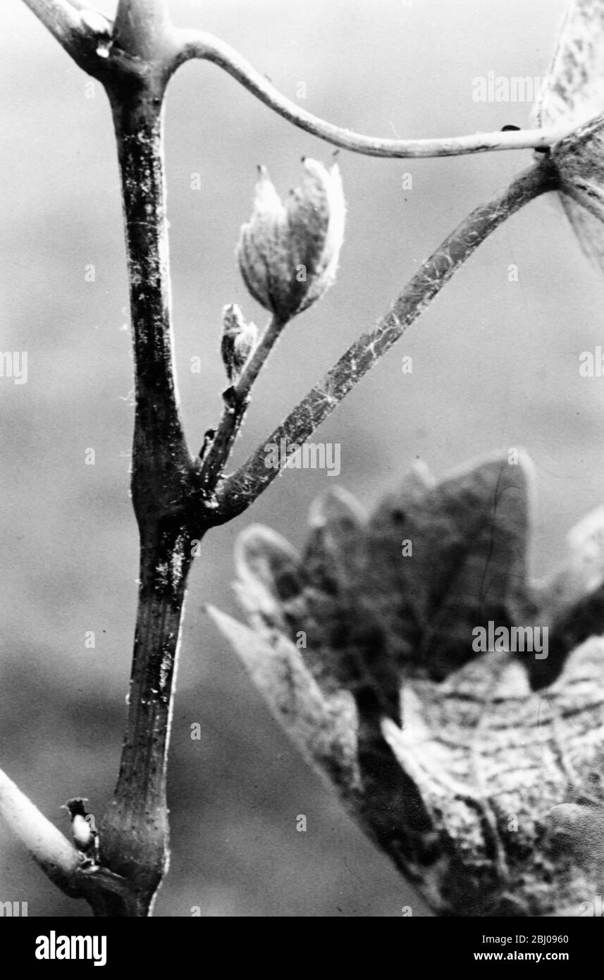 Oidium (Mehltau) - Pilzkrankheit, die eine breite Palette von Pflanzen betrifft. Stockfoto