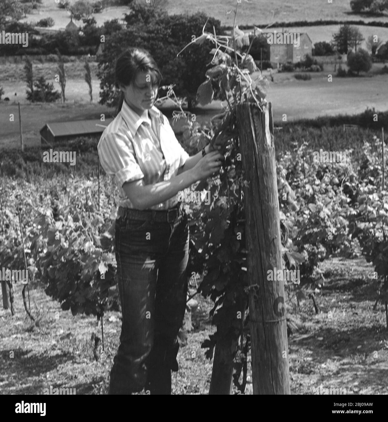 Das Bild zeigt: Das neue Wachstum binden. Wootton Vines. Stockfoto