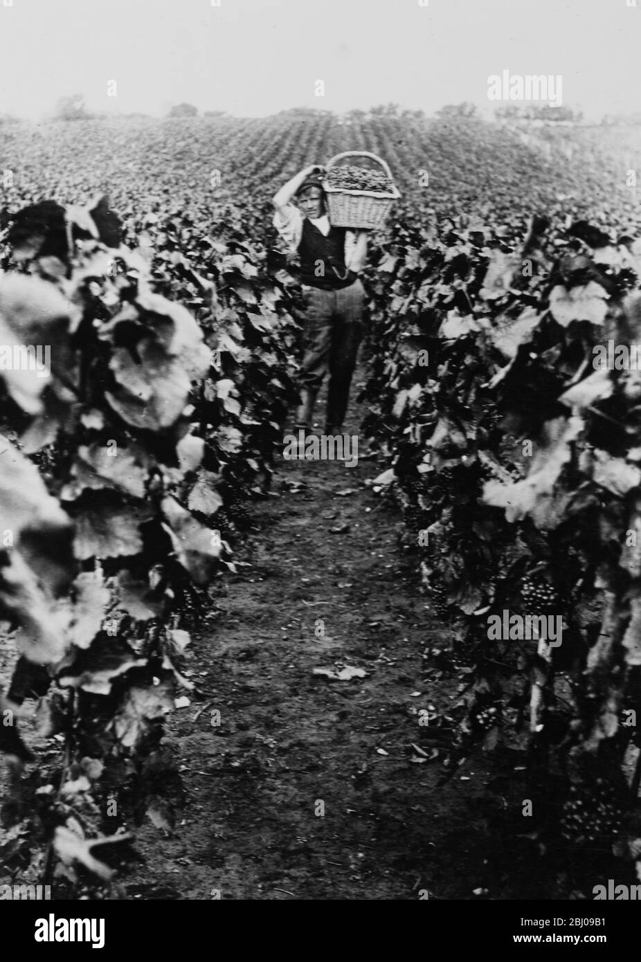 Bild Zeigt: Weinbau, Castell Coch Glam. Stockfoto