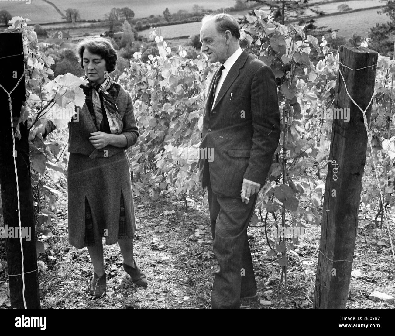 Das Bild zeigt: Herr Swilynn Jones inspiziert die Reben mit Frau Reynolds. Auf einem Weinberg in der Nähe von Carmarthen, Wales. Stockfoto