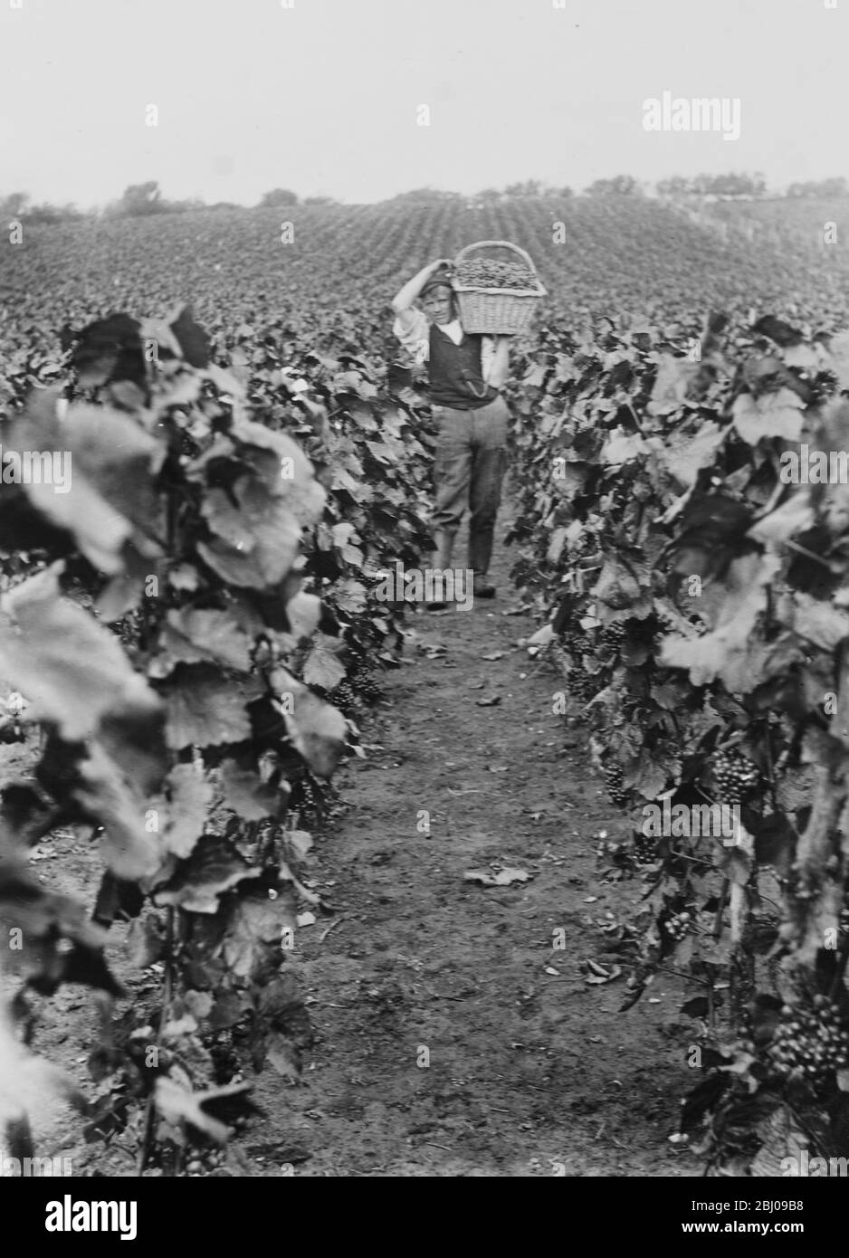 Bild Zeigt: Weinbau, Castell Coch Glam. Stockfoto