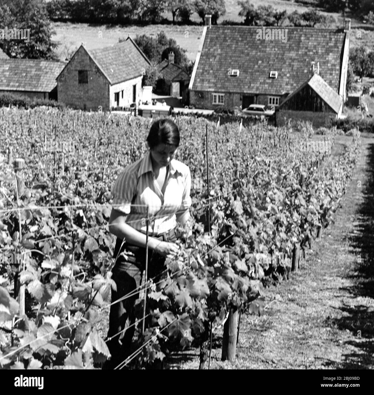 Bild Zeigt: Wootton Vines. Bindung an neues Wachstum. Stockfoto