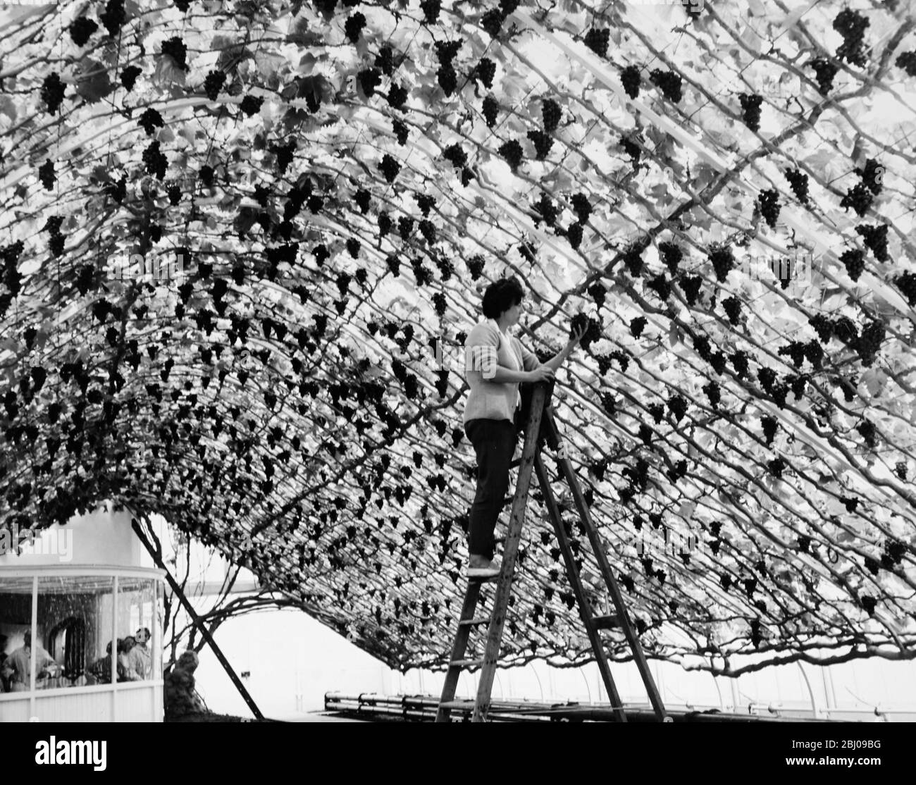 Das Bild zeigt: Miss Mary Parker, die seit drei Jahren die Hampton Court Grapevine begeht und die letzten Nachbesehen der üppigen Trauben gibt, die morgen (Mittwoch) geschnitten und verkauft werden. Miss Parker von East Molesey, Surrey, wird helfen, 600 Trauben von saftigen Früchten zu schneiden. Stockfoto