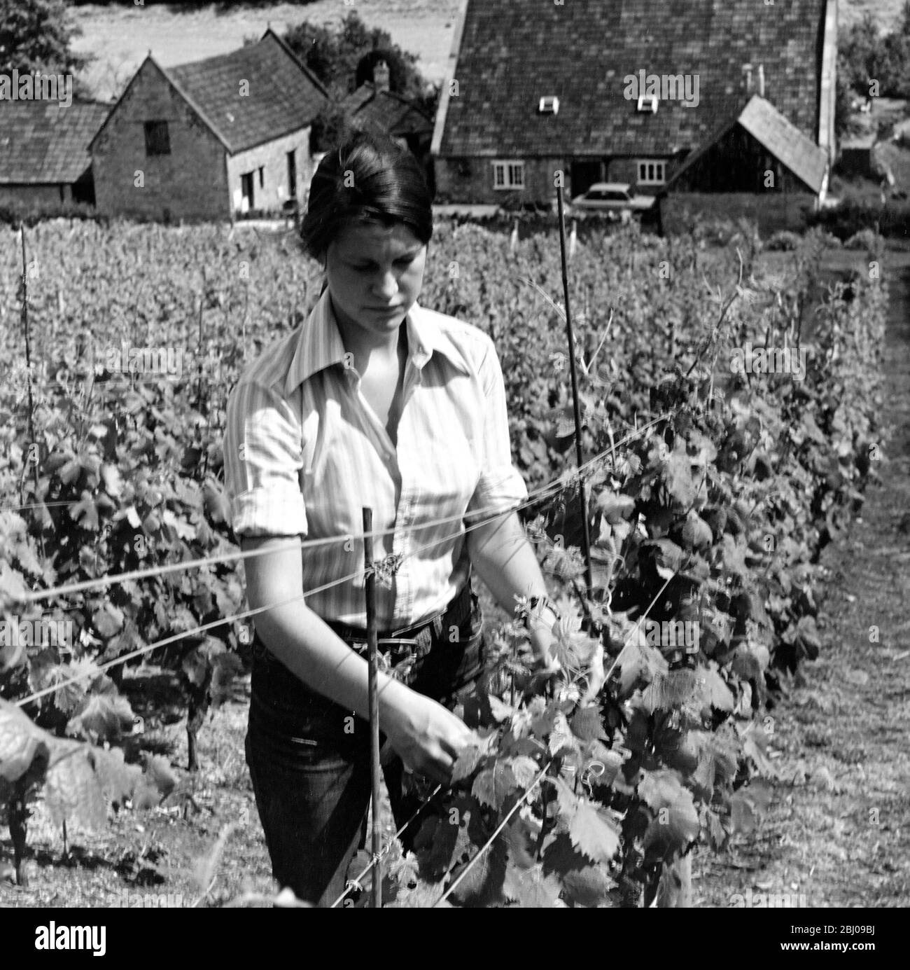 Bild zeigt: Die wachsenden Triebe zwischen den Doppelreben vertupfen. Wootton Vineyard. Stockfoto