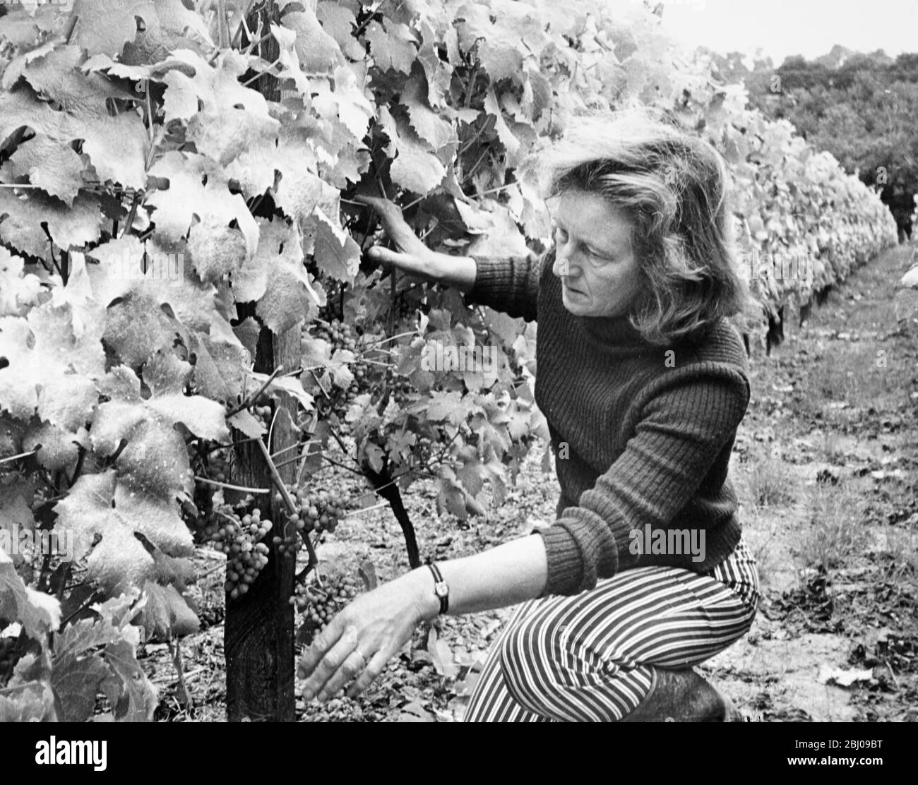 Bildausführungen:Pamela Smith bewertet die Ernte im Flexerne Vineyard, Sussex. Muller Thurgan Trauben. Stockfoto