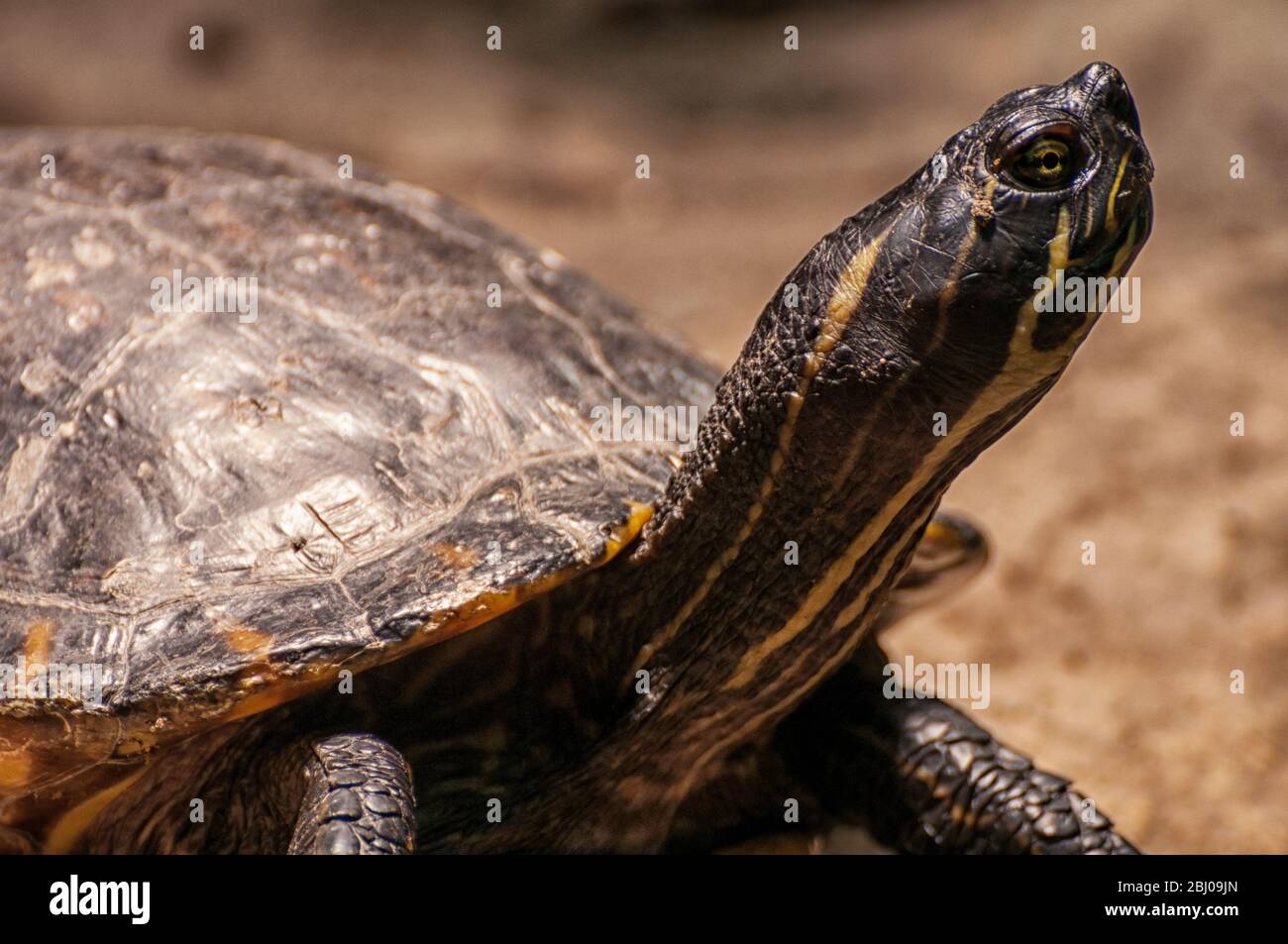 Der Kopf einer kleinen Wasserschildkröte Stockfoto