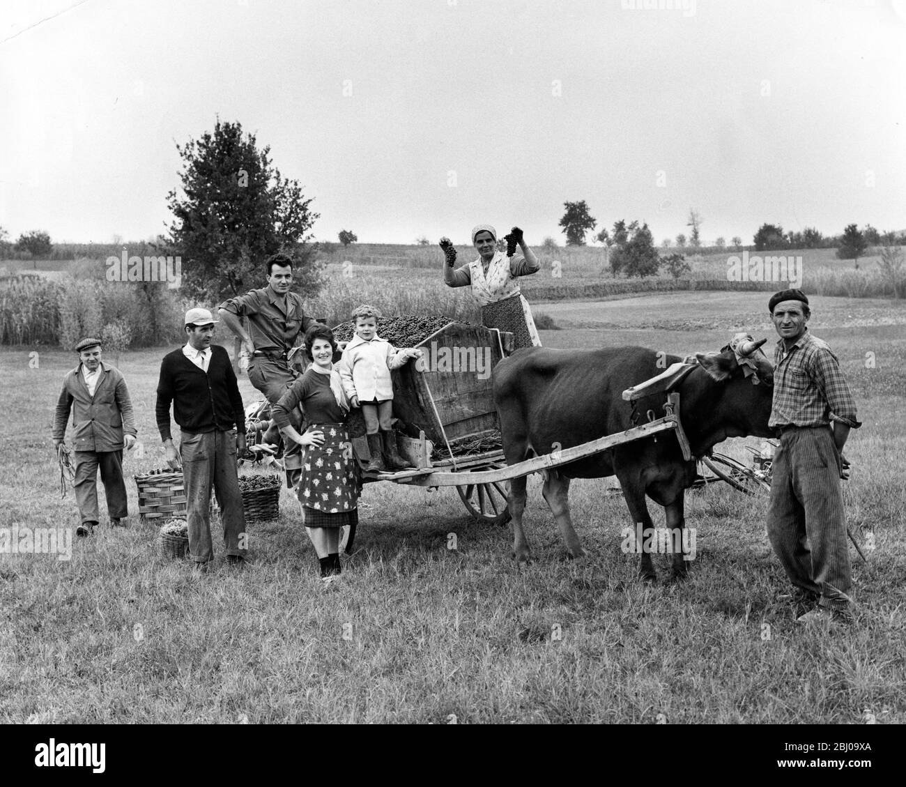 Signor Boeronig und seine Familie haben die Weinlese fast abgeschlossen, die mit einem geladenen Ochsenwagen vom Weinberg zu seinem Bauernhaus in Auroro Corso in der Gegend von Turin in Italien getragen wird - 19. Oktober 1962 Stockfoto