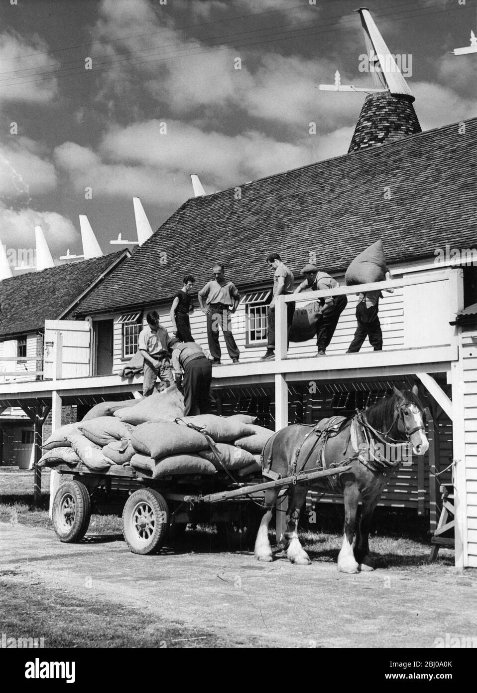 Das Hopfenpflücken in Kent beginnt früh. - EIN Blick auf Männer, die Säcke mit Hopfen in ein wartender Pferd und Wagen laden, die in den Osthäusern dahinter getrocknet wurden. - 28. August 1959 - Kent, England Stockfoto