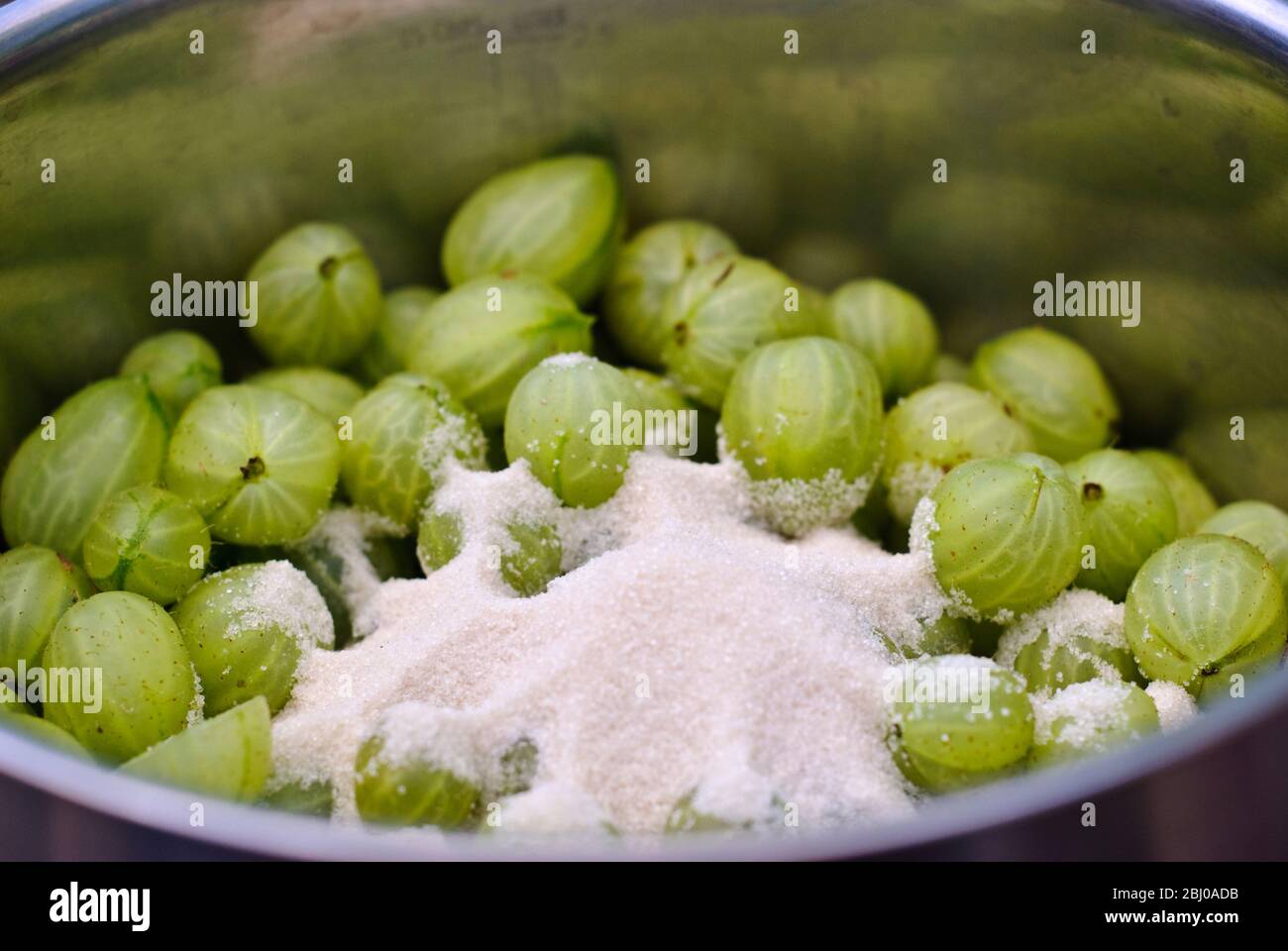 Frische hausgemachte Stachelbeeren zum Kochen zubereiten - Stockfoto