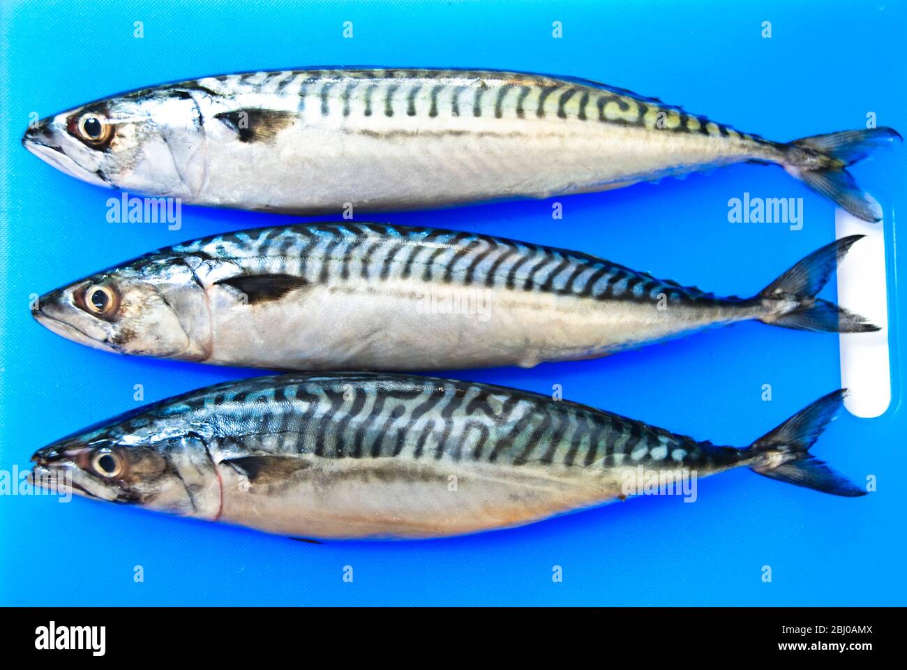 Drei frische ganze Makrele auf blauem Fisch Schneidebrett - Stockfoto