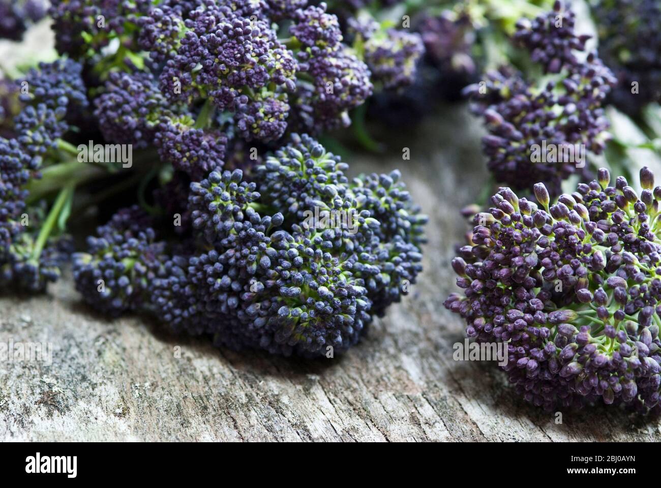 Frischer, roher, violetter Brokkolli - Stockfoto