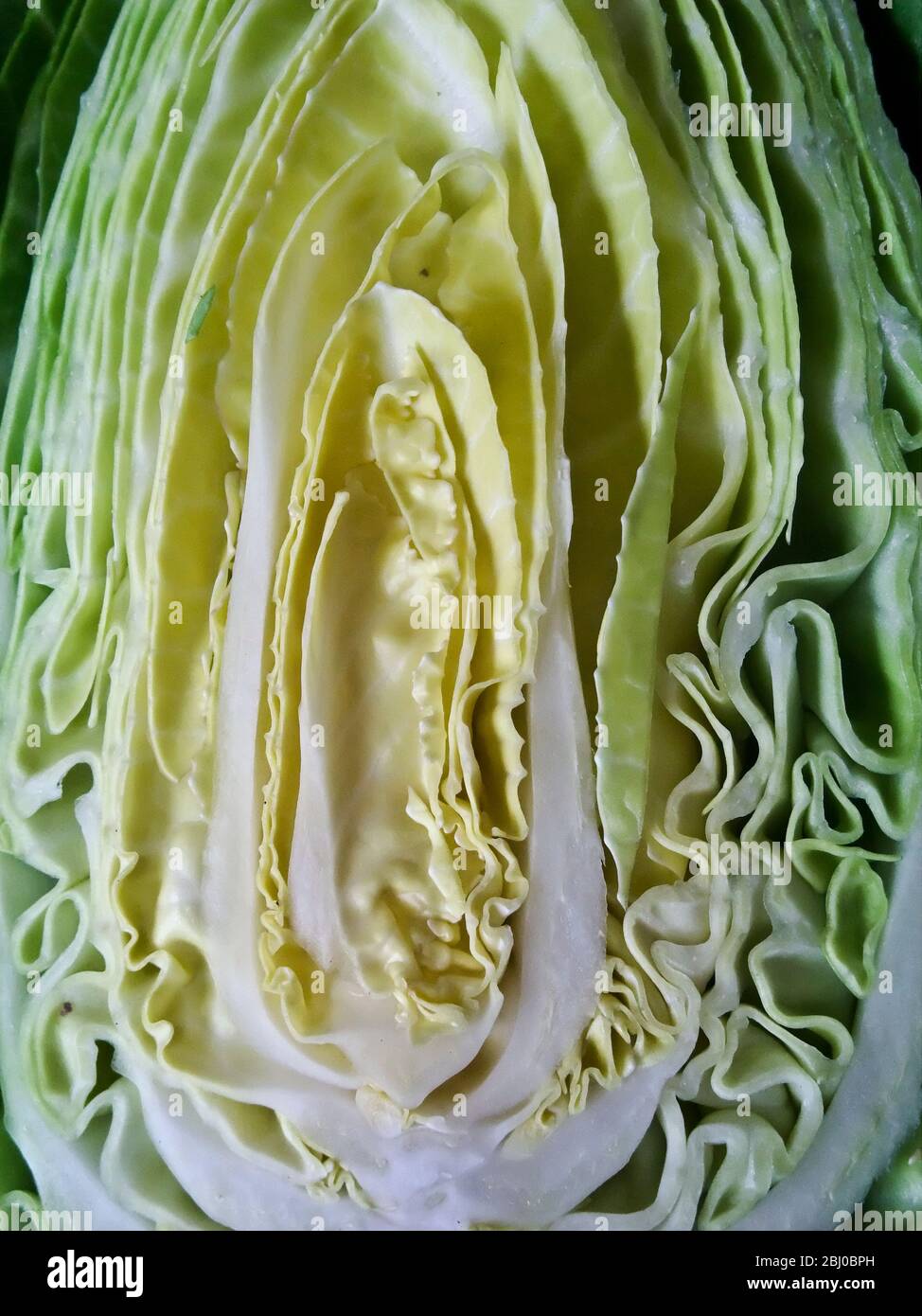 Schnitt Gesicht des Schatz Kohl halbiert - Stockfoto