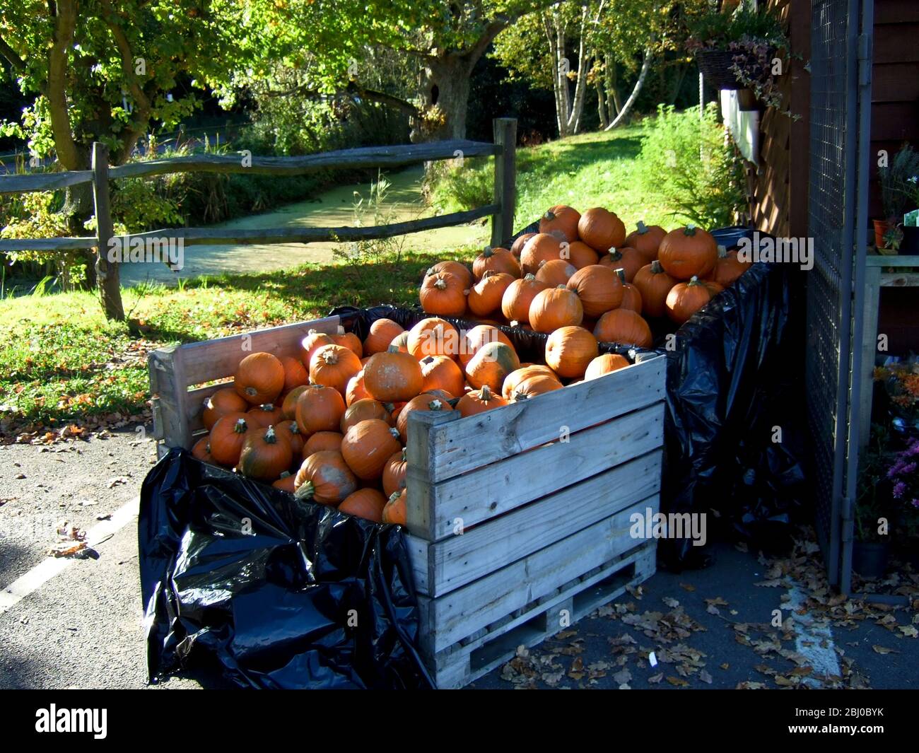 Großer Stapel von Kürbissen zum Verkauf außerhalb Land Bauernhof Shop für hallowe'en - Stockfoto