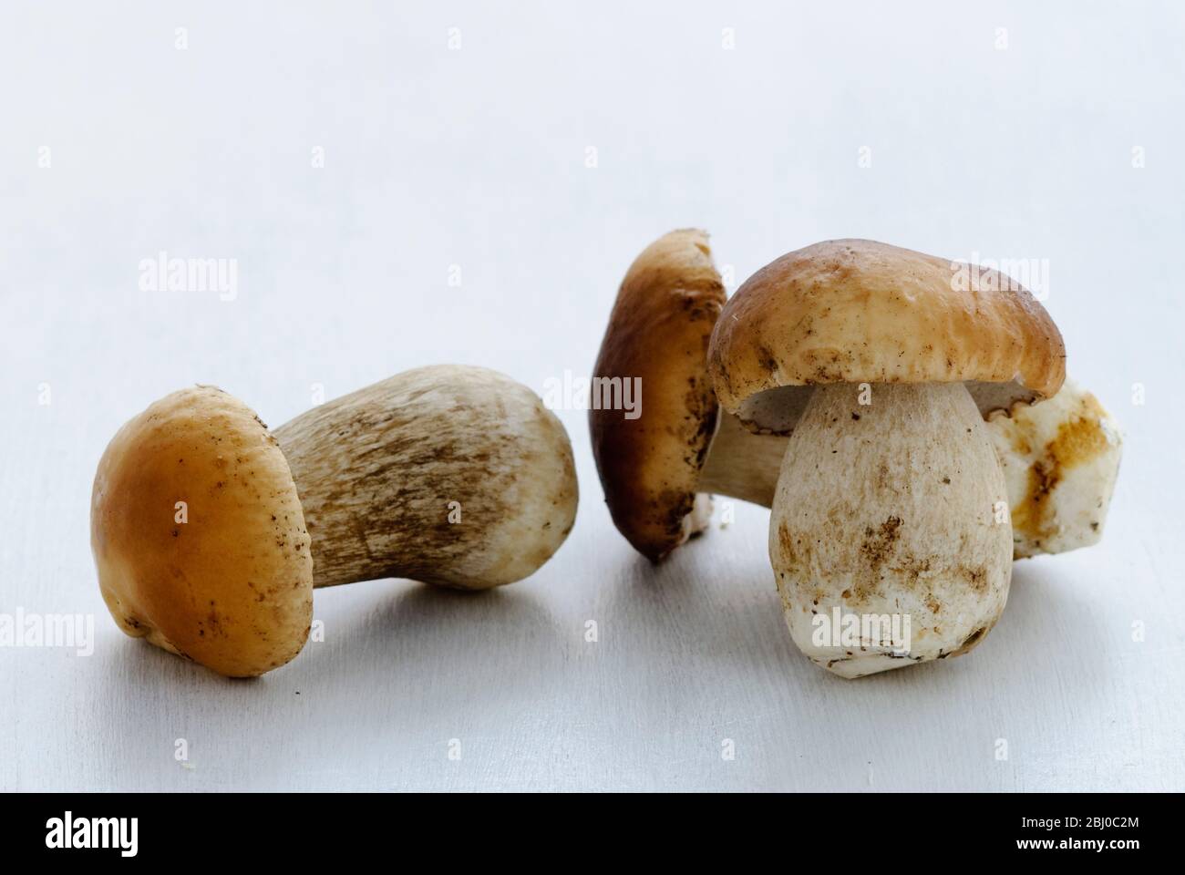 Ganze frische rohe wilde Penny Bun Pilze auf weißer Oberfläche - Stockfoto