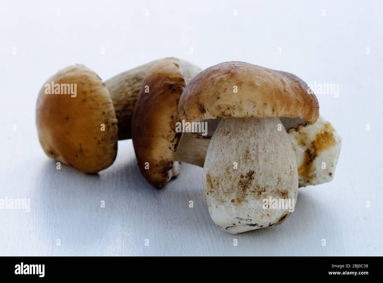 Ganze frische rohe wilde Penny Bun Pilze auf weißer Oberfläche - Stockfoto