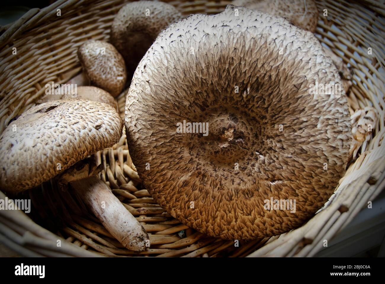 Frisch gesammelter Agaricus augustus, auch bekannt als 'der Prinz', ein Pilz der Gattung Agaricus in einem Weidenkorb. - Stockfoto