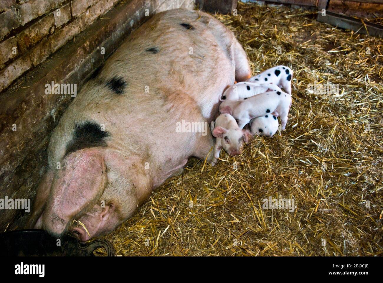 Betty the Gloucester Old Spot Sau mit ihren acht neuen Ferkeln, viereinhalb Tage alt. Kent UK – Stockfoto