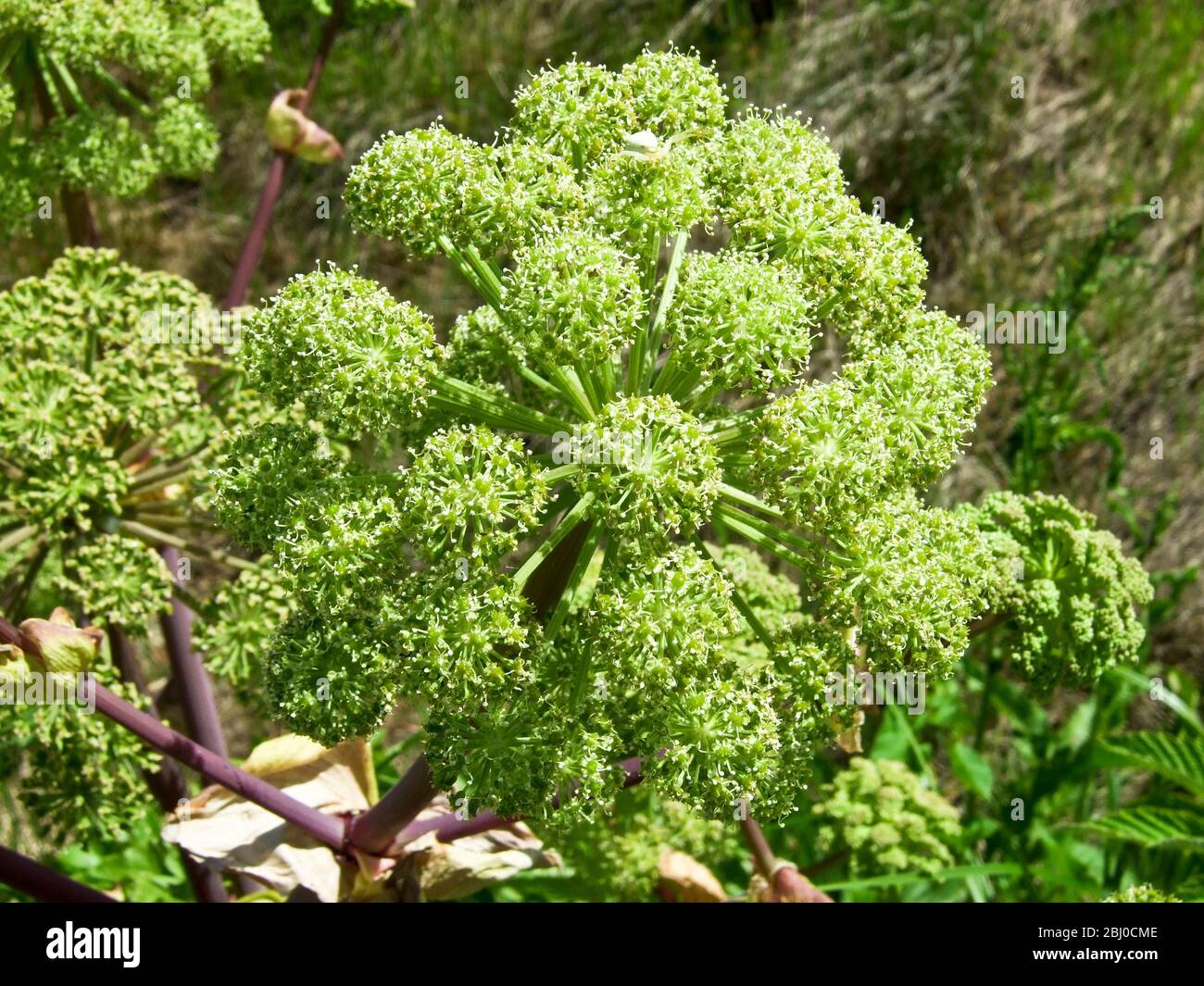 Wilde Engelwurz, die 100 Meter vom Meer entfernt auf der Insel Vrango (Vraangoe) im südlichen Gothenburgs Archipel wächst. - Stockfoto