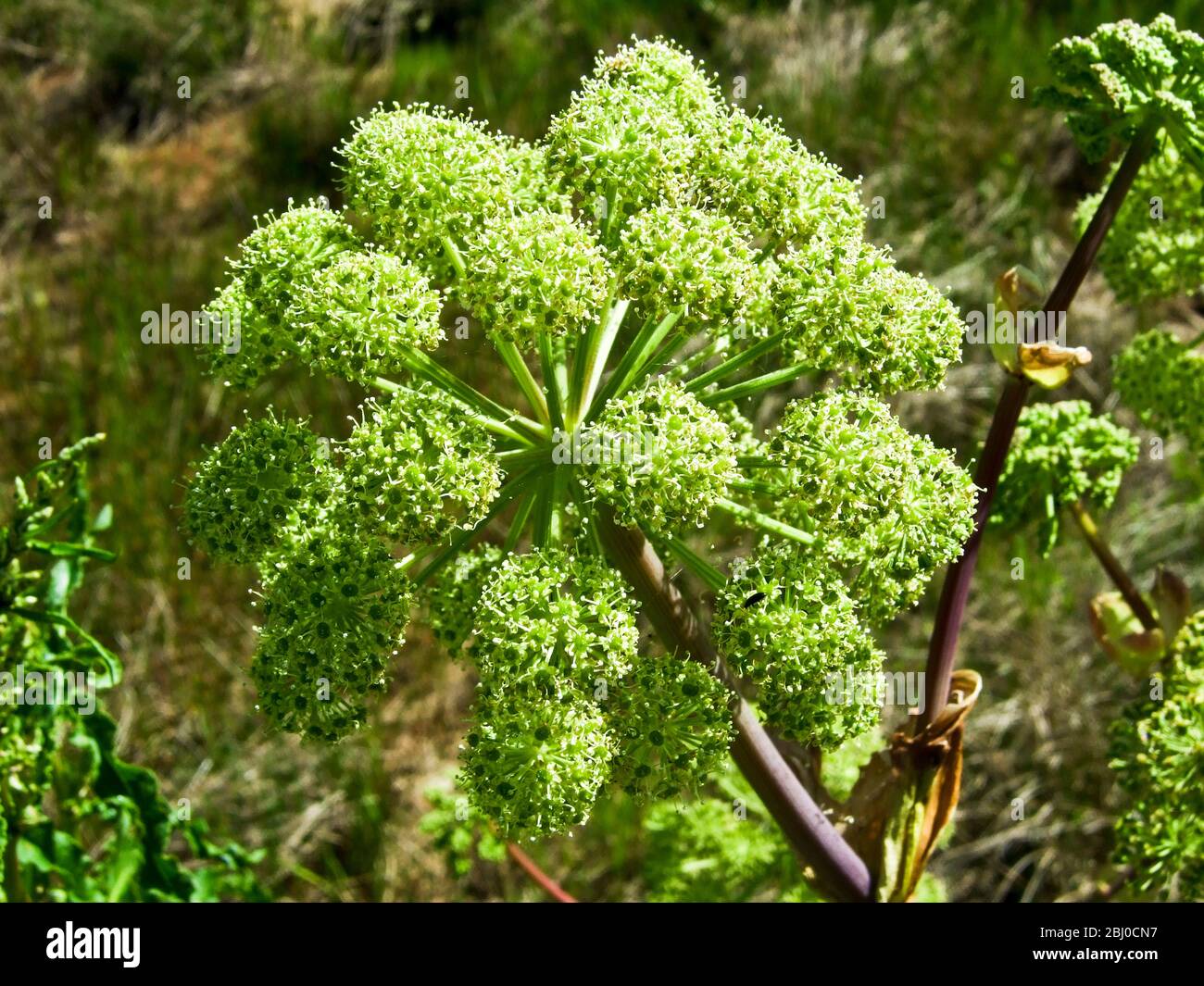 Wilde Engelwurz, die 100 Meter vom Meer entfernt auf der Insel Vrango (Vraangoe) im südlichen Gothenburgs Archipel wächst. - Stockfoto