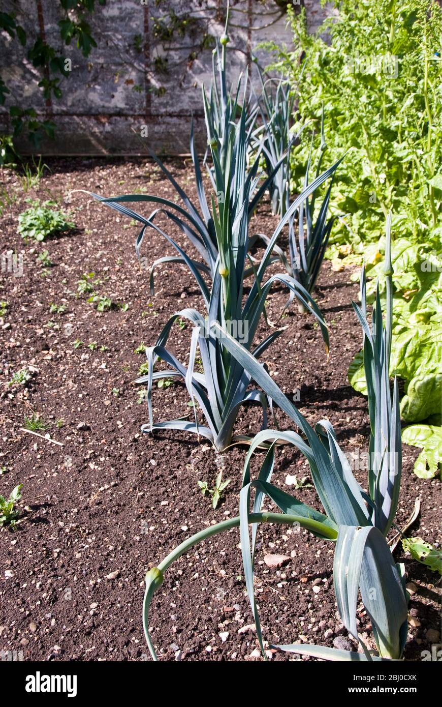 Lauch wächst in gepflegten ummauerten Garten des alten Hauses in Kent UK - Stockfoto