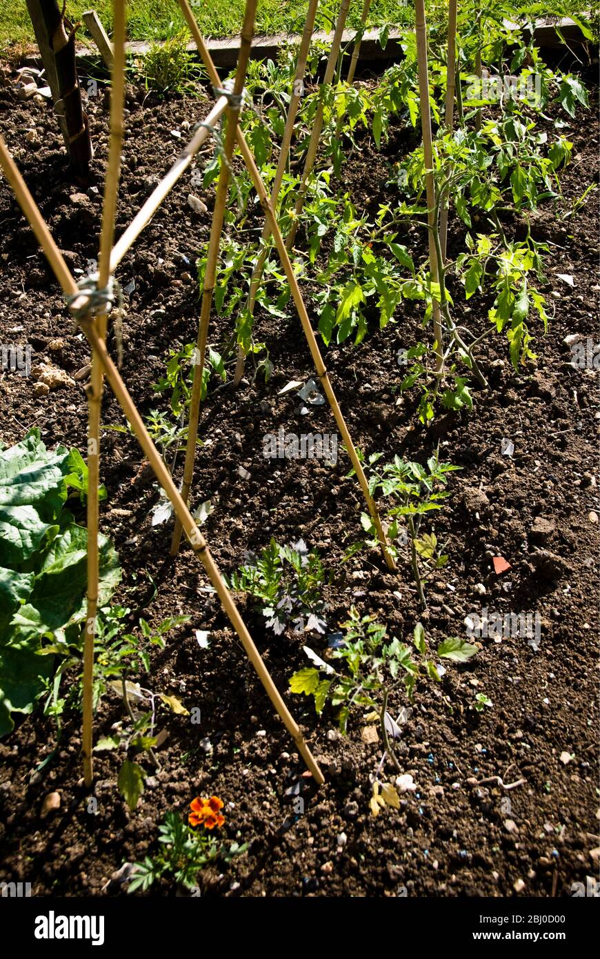 Junge Tomatenpflanzen wachsen draußen mit Bambusrohr Unterstützung - Stockfoto