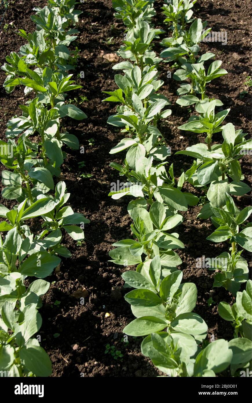 Junge breite Bohnenpflanzen in Reihen in gut gepflegtem Gemüsegrundstück. - Stockfoto