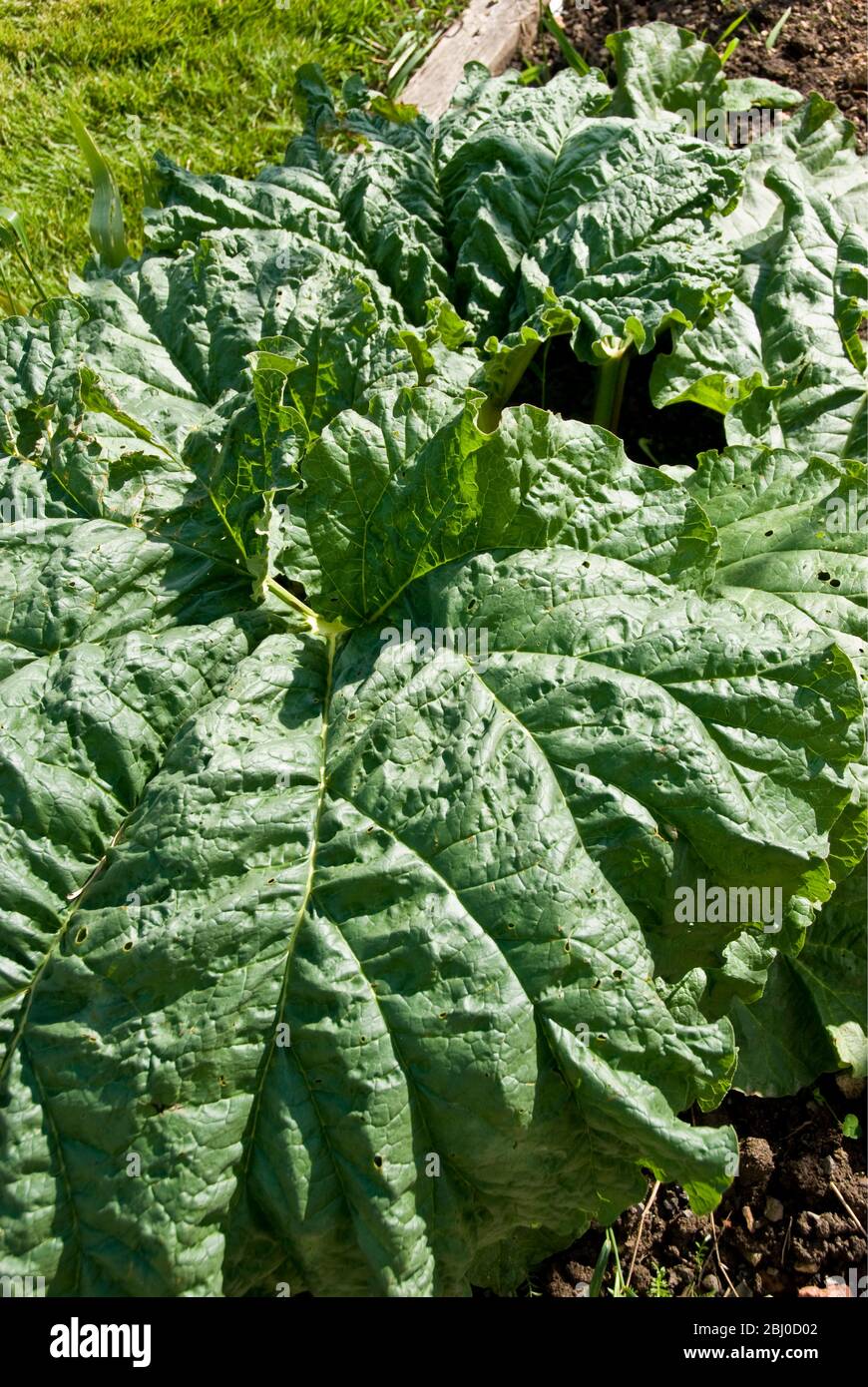 Riesige Rhabarberblätter im Gartengrundstück - Stockfoto