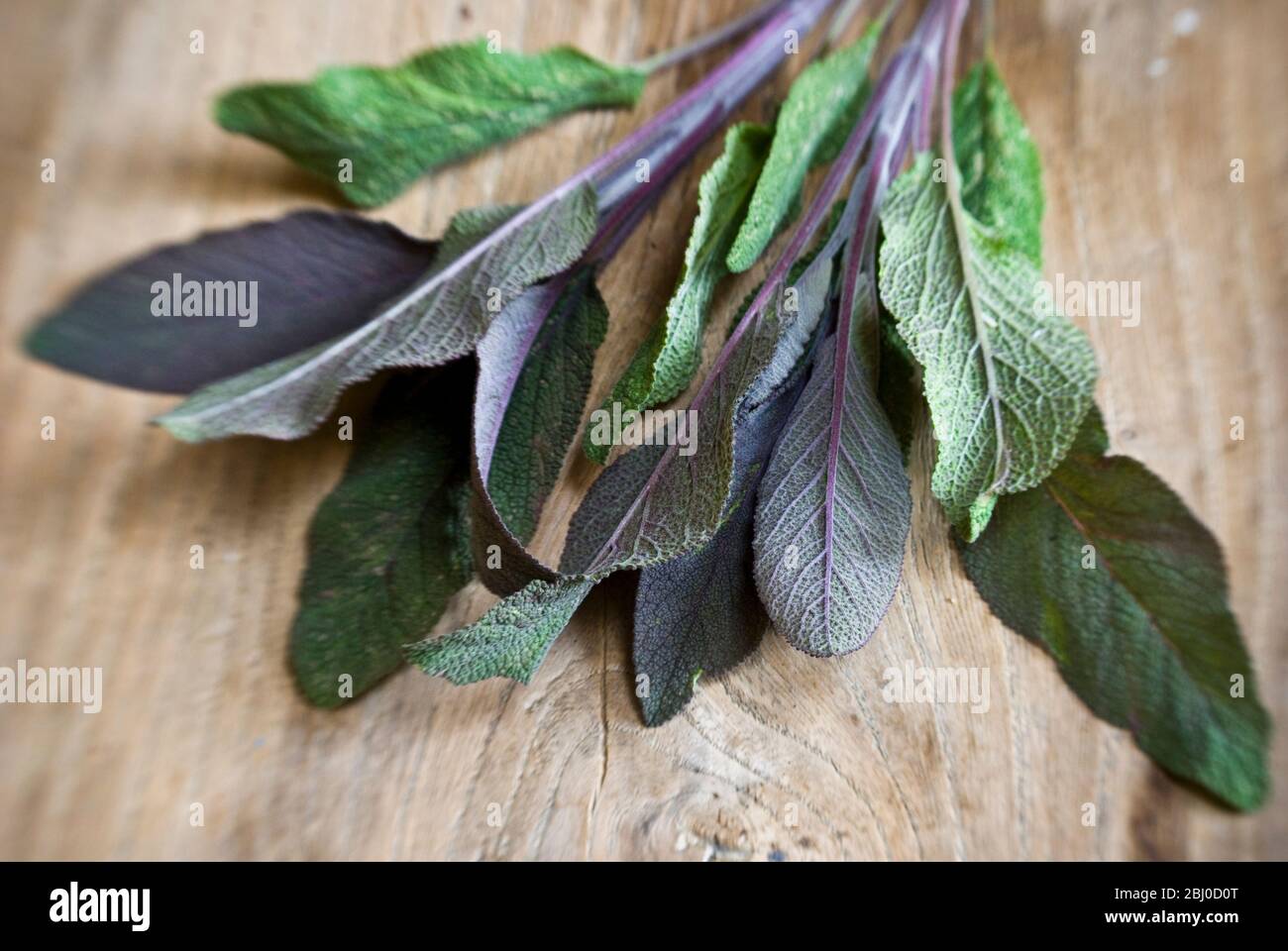 Frisch geschnittener Zweig aus violetten Salbeiblättern auf alter Holzfläche - Stockfoto