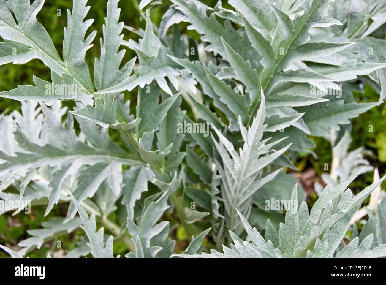 Große gesunde, dekorative Blätter der Artischockenpflanze - Stockfoto