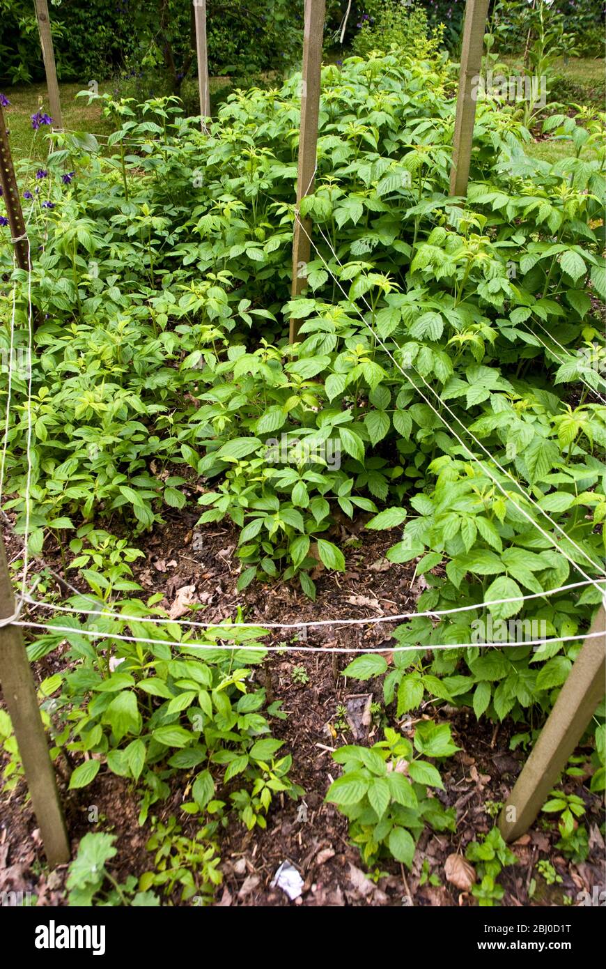 Himbeer-Stöcke wachsen im Landgarten - Stockfoto