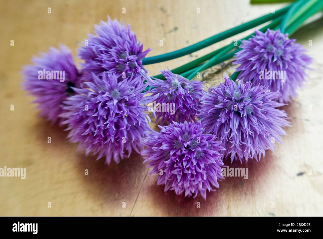 Nahaufnahme von Schnittblumen - Stockfoto