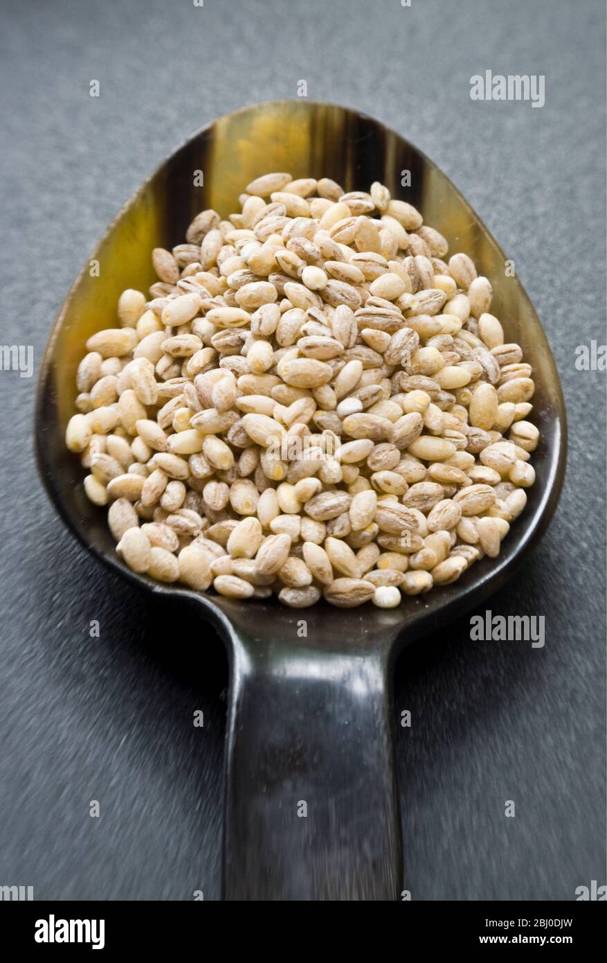 Ein Hornlöffel ganze Perle Gerste Korn auf dunkler Oberfläche - Stockfoto