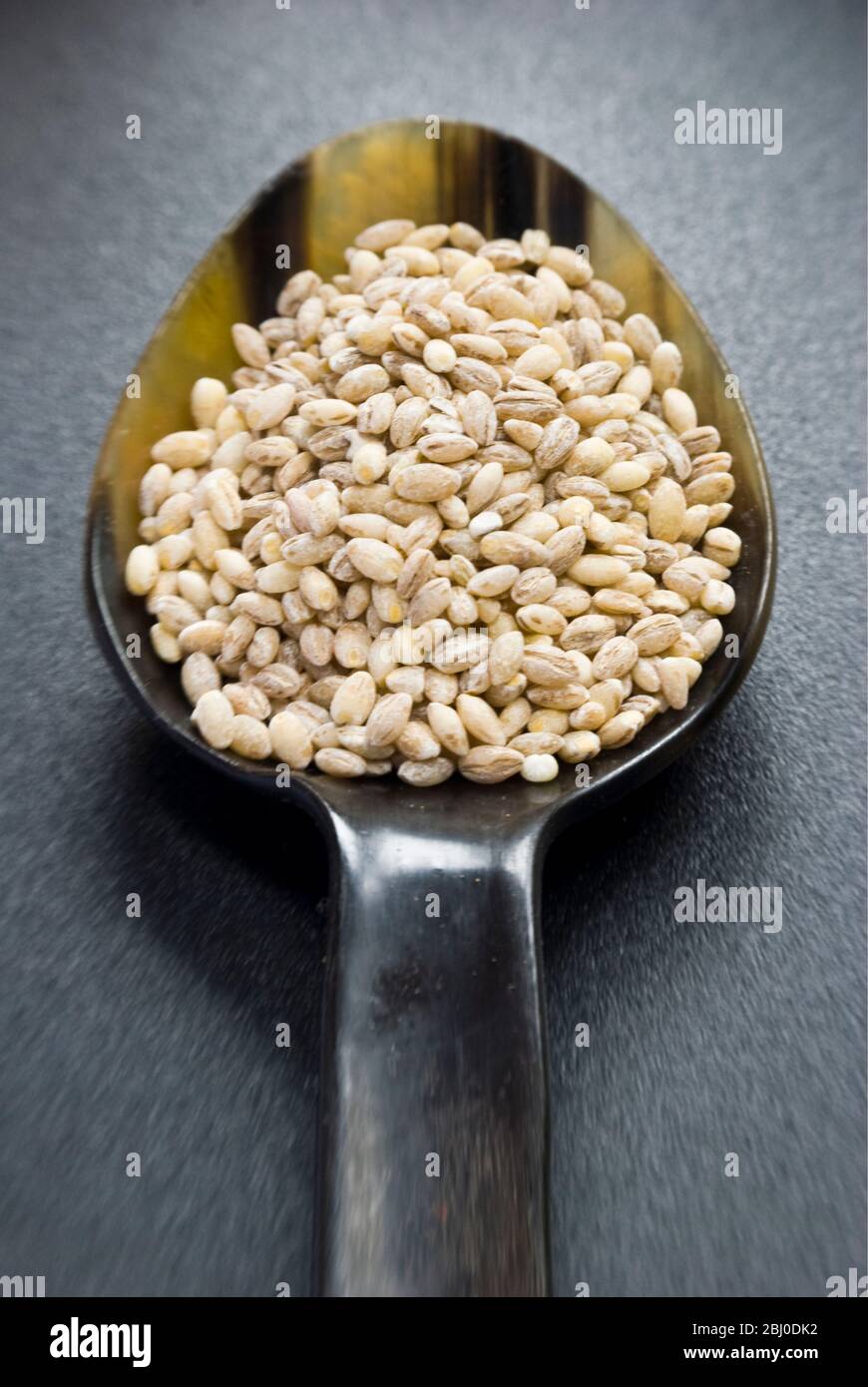 Ein Hornlöffel ganze Perle Gerste Korn auf dunkler Oberfläche - Stockfoto