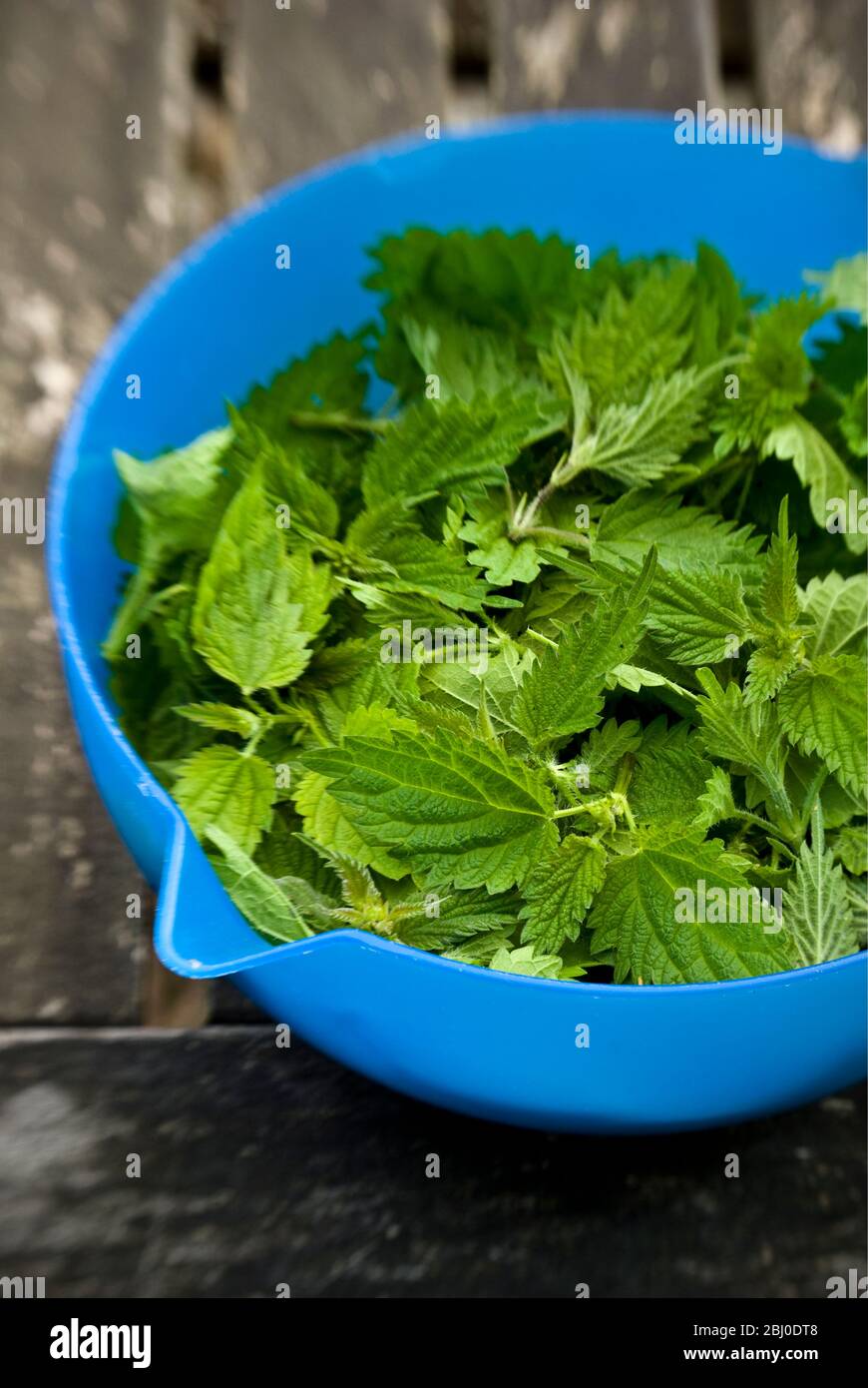 Eine Schale mit frisch gepflückten Brennnesselspitzen in blauer Plastikschale. Beim Pflücken von Brennnesseln zum Kochen wird nur der obere Zweig der jungen Brennnesseln verwendet. - Stockfoto
