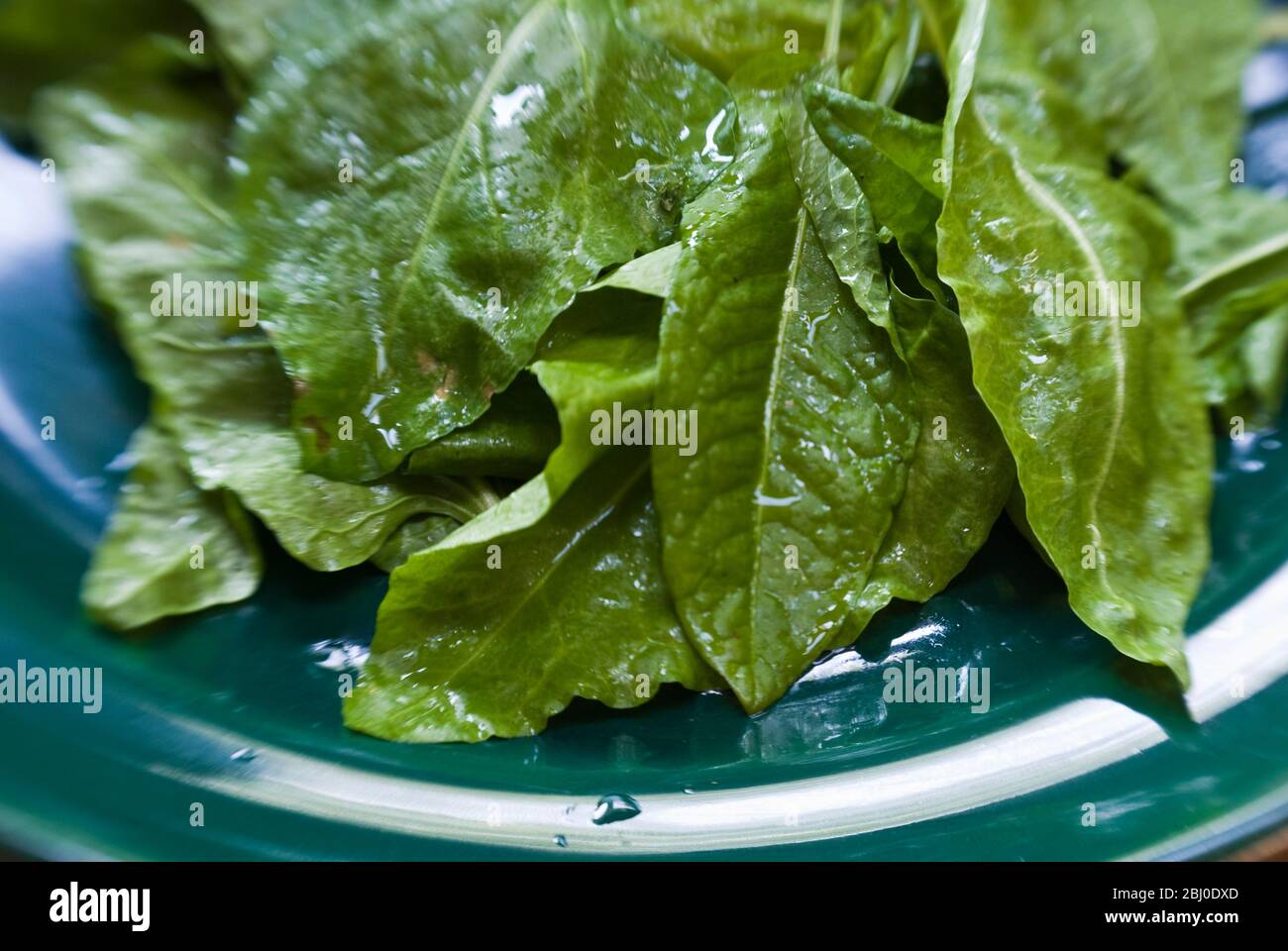 Frisch gepflückte und gewaschene Spinatblätter auf grünem Teller - Stockfoto