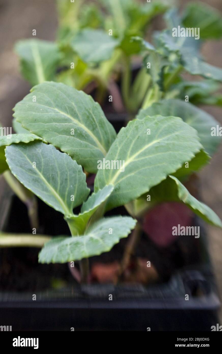Gemischter brassica-Sämling in Kompost, der darauf wartet, in Gemüseplot gepflanzt zu werden. - Stockfoto