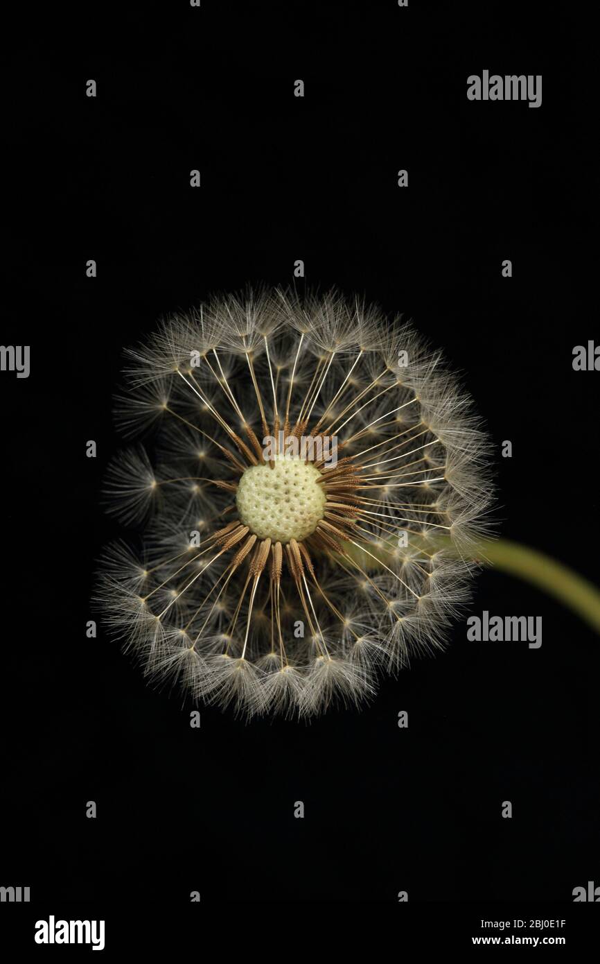 Löwenzahn (Taraxacum) Samenkopf vor schwarzem Hintergrund. Stockfoto