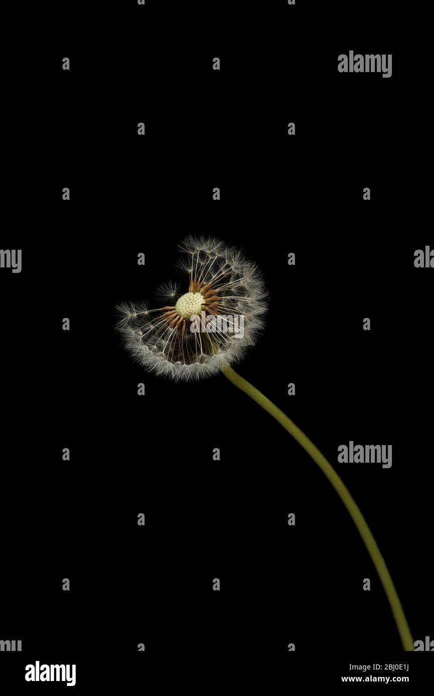 Löwenzahn (Taraxacum) Samenkopf vor schwarzem Hintergrund. Stockfoto