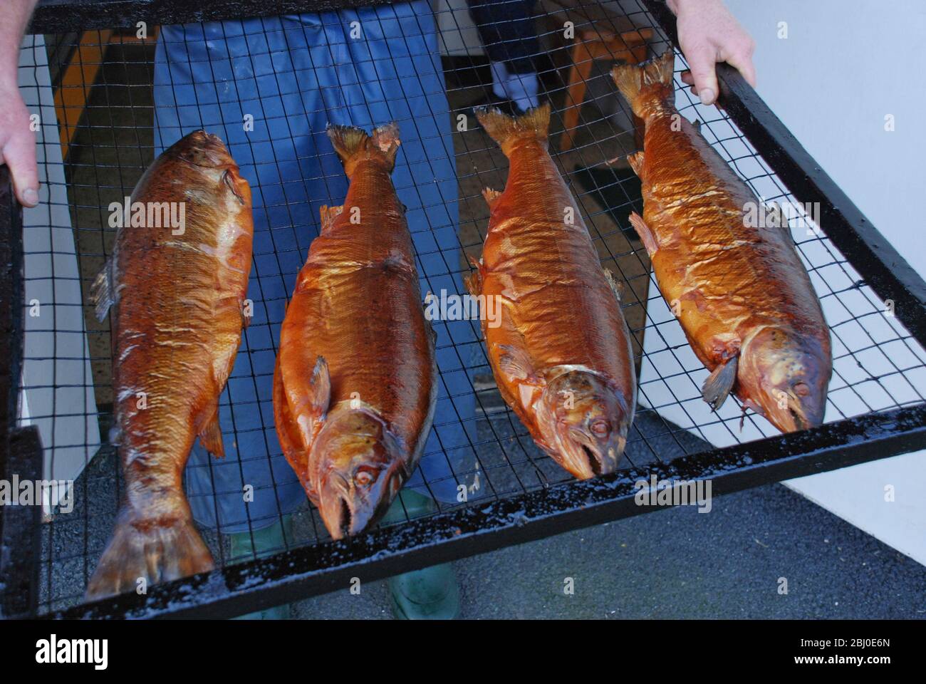 Lachs frisch geräuchert in der Fischräucherei in Donsa, Schweden. Norwegischer Fjordlachs wird nach dem Übersalzen kalt über Erlenholzspänen geräuchert Stockfoto
