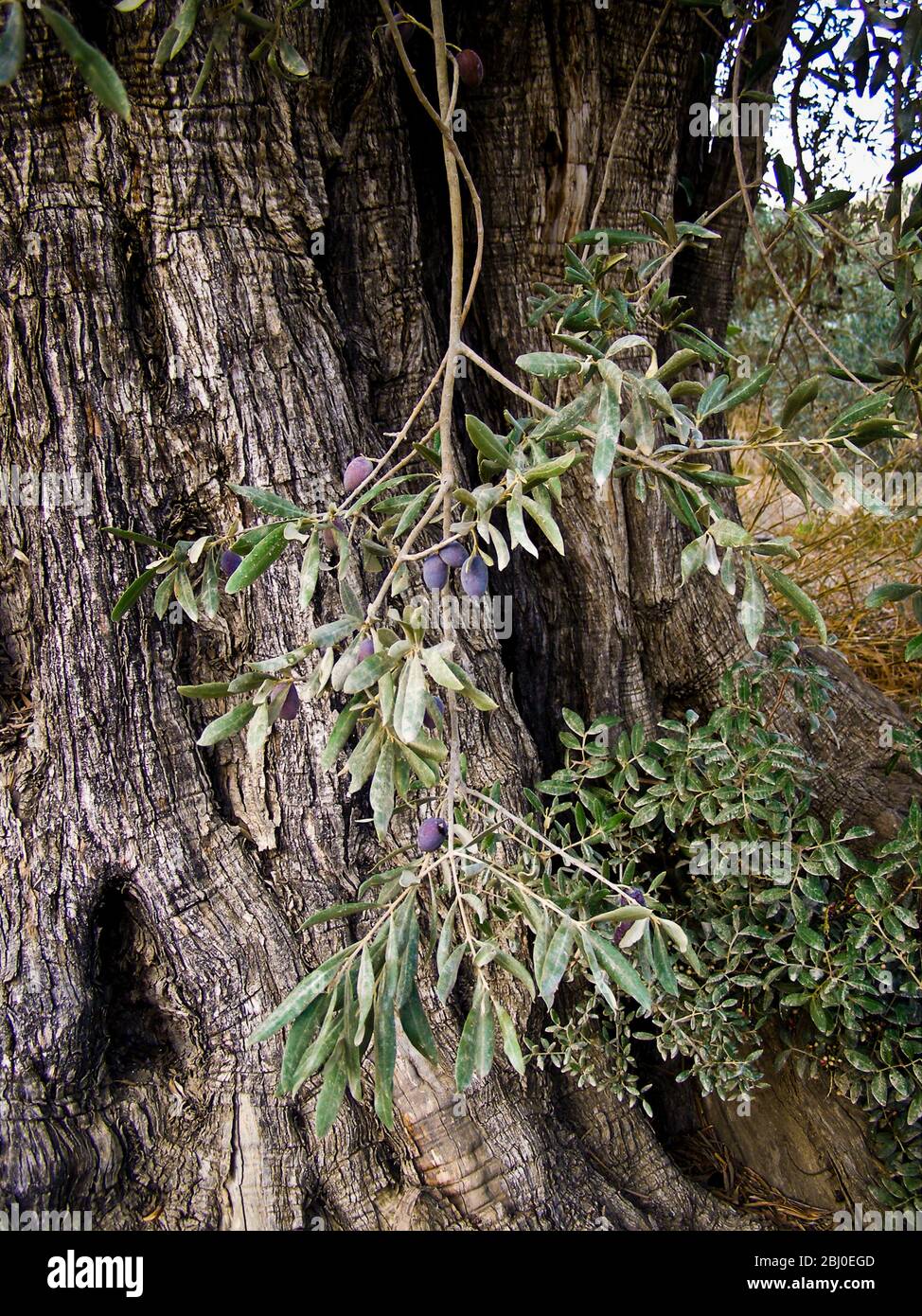 Oliven wachsen auf alten Olivenbäumen im Süden Zyperns - Stockfoto