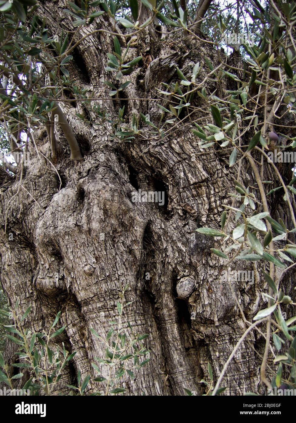 Oliven wachsen auf alten Olivenbäumen im Süden Zyperns - Stockfoto