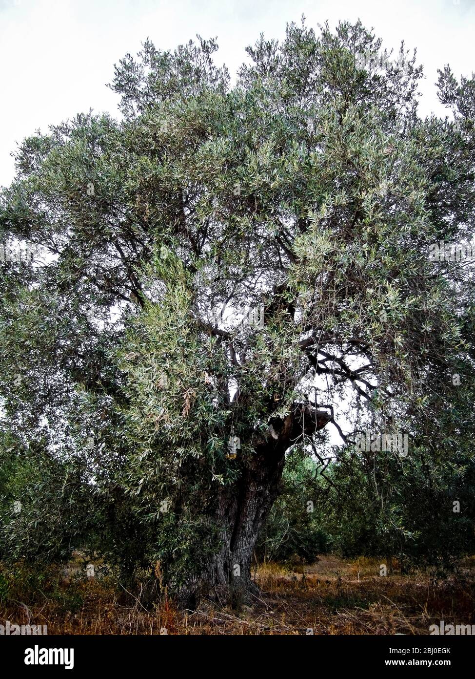 Olivenbäume wachsen im Süden Zyperns - Stockfoto