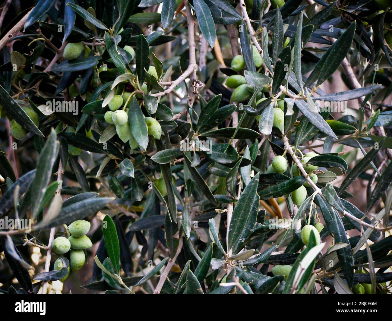 Oliven reifen auf Baum in Südzypern - Stockfoto