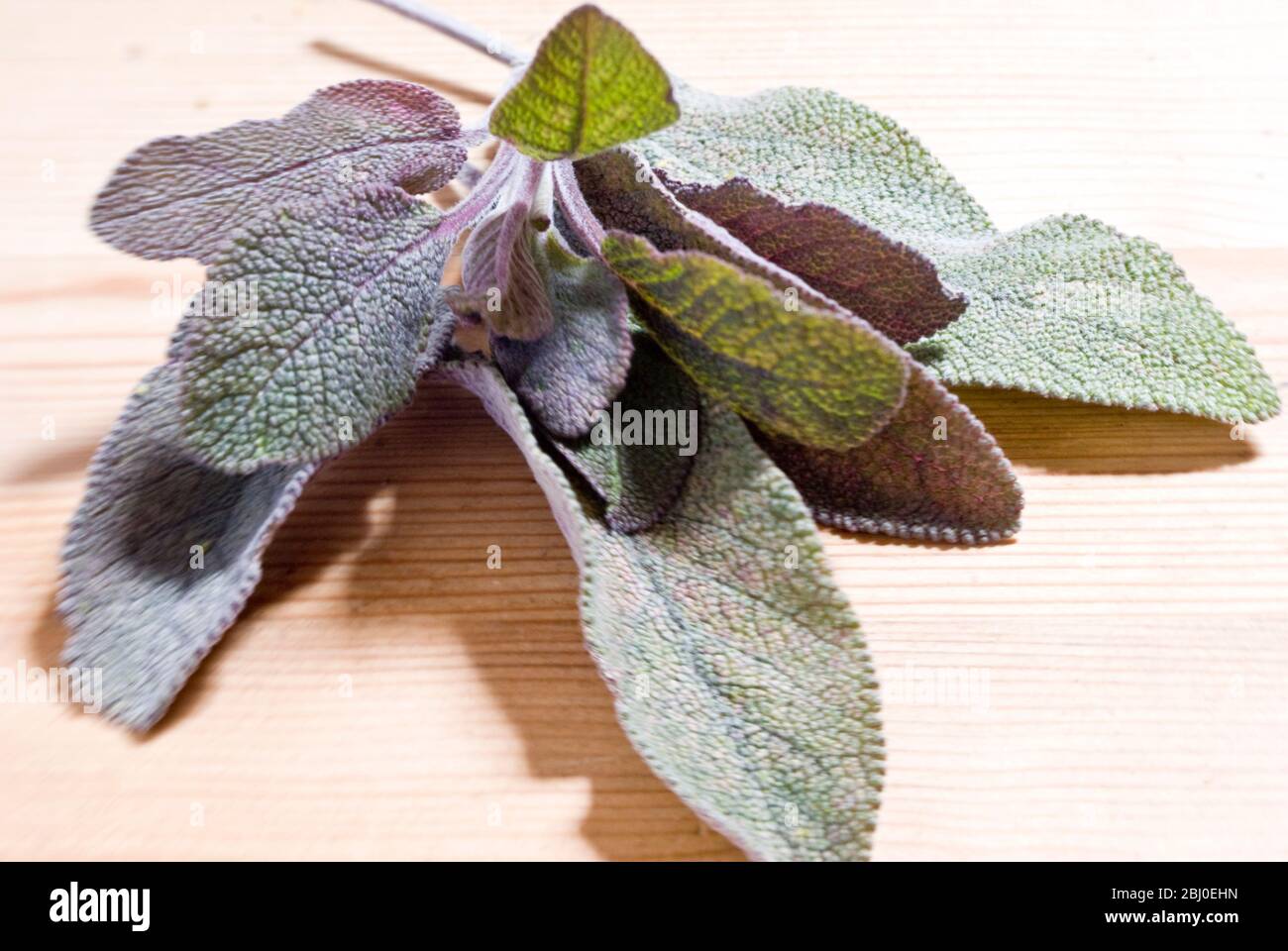 Violett gefärbte Salbeiblätter frisch gepflückt, auf Holzfläche. - Stockfoto
