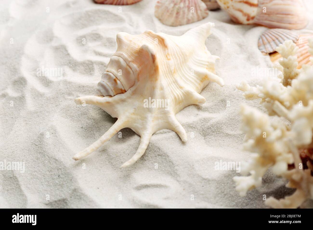 Schöne Muscheln auf Sand Hintergrund Stockfoto